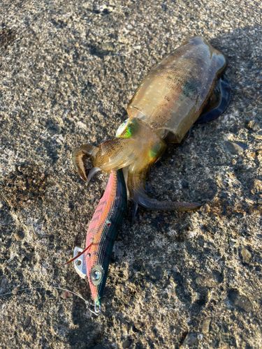 アオリイカの釣果