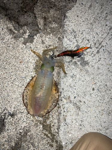 アオリイカの釣果