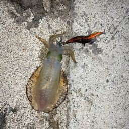 アオリイカ