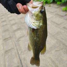 ラージマウスバス