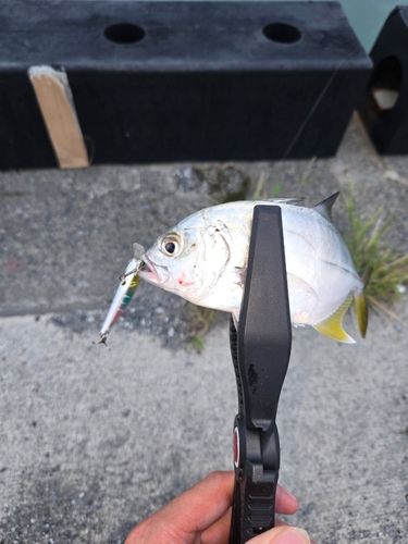 メッキの釣果