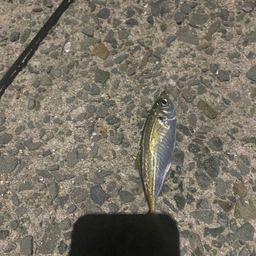 アジ