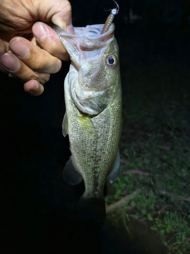 ラージマウスバスの釣果