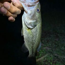 ラージマウスバス