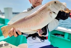 シロアマダイの釣果