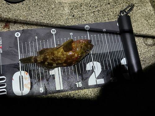 カサゴの釣果