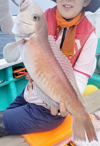 シロアマダイの釣果
