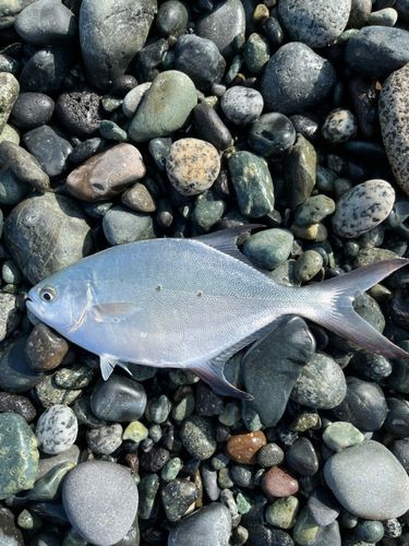 コバンアジの釣果