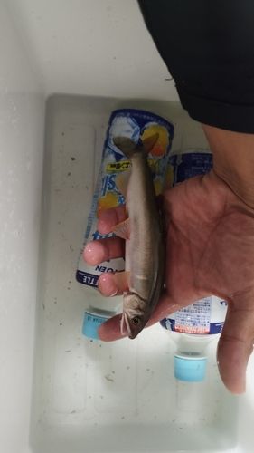 アユの釣果