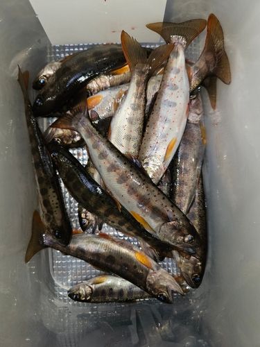 アマゴの釣果