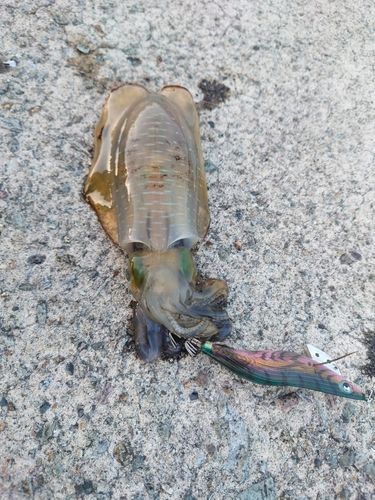 アオリイカの釣果