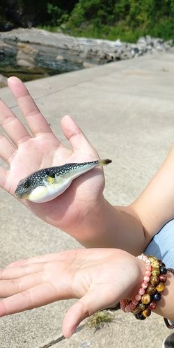 クサフグの釣果