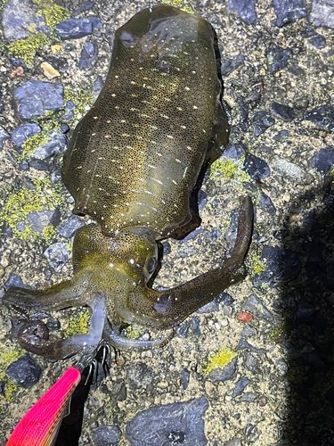アオリイカの釣果