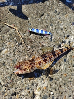 エソの釣果