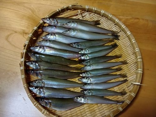 シロギスの釣果
