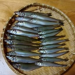 シロギス