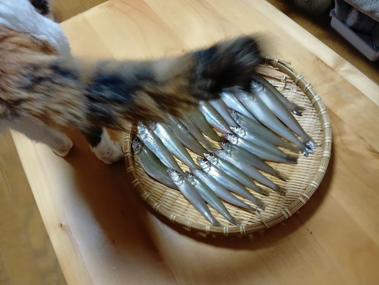 シロギス