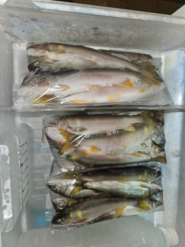 アユの釣果