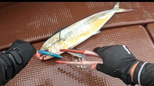 シイラの釣果