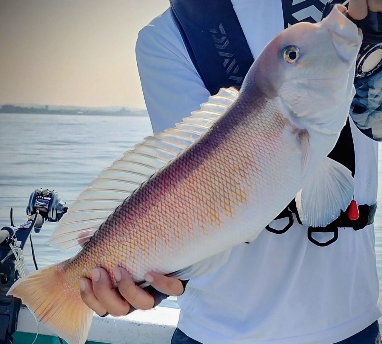 DAIWA 22極鋭 アマダイ M-185の最安値・インプレ・釣果 | 本音の口コミ