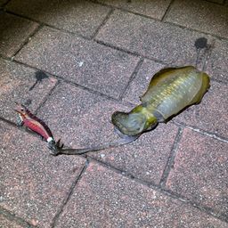 アオリイカ