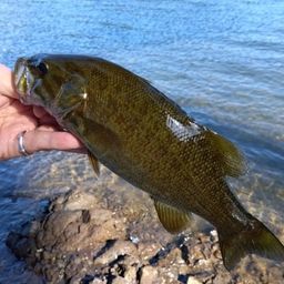 スモールマウスバス