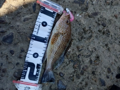 オオモンハタの釣果