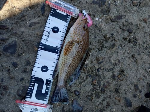 オオモンハタの釣果