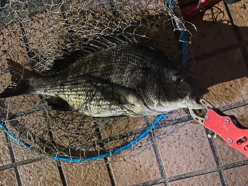 クロダイの釣果