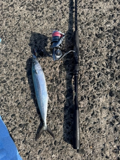 サゴシの釣果