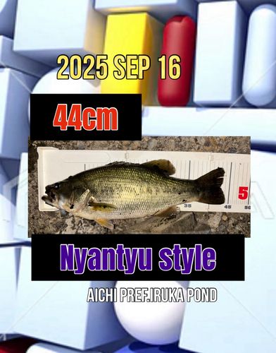 ラージマウスバスの釣果