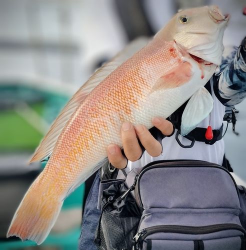 シロアマダイの釣果