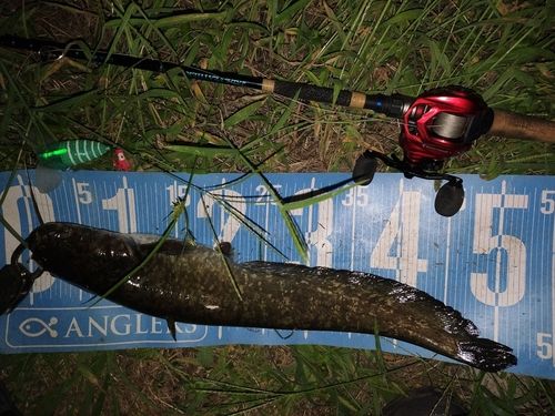 マナマズの釣果