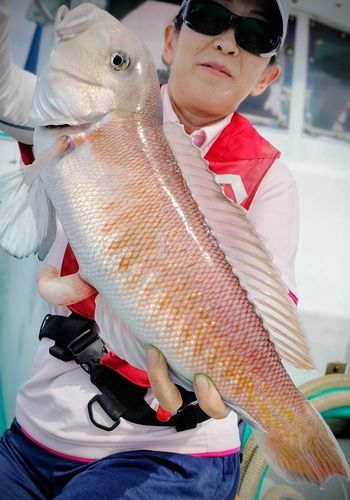 シロアマダイの釣果