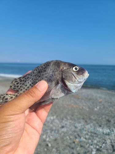 コショウダイの釣果