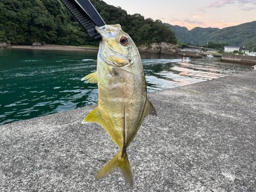 宇佐湾