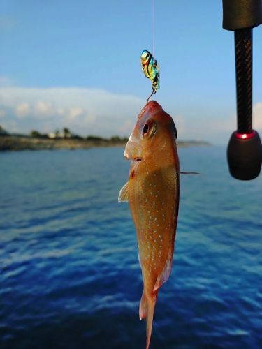 タイの釣果
