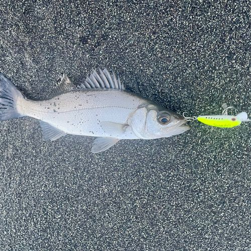 セイゴ（ヒラスズキ）の釣果