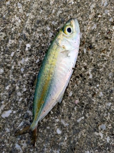 高知県東部