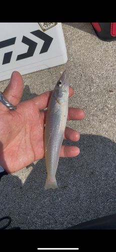 シロギスの釣果