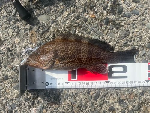 オオモンハタの釣果