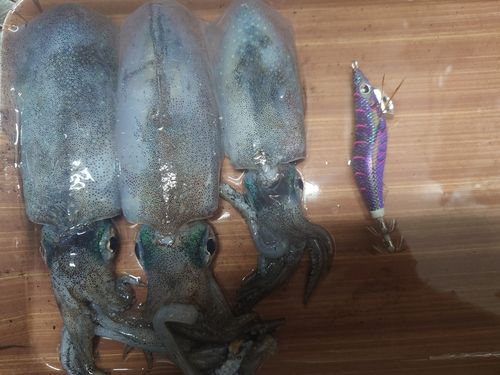 アオリイカの釣果