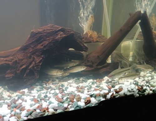 タモロコの釣果
