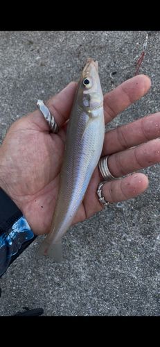 シロギスの釣果