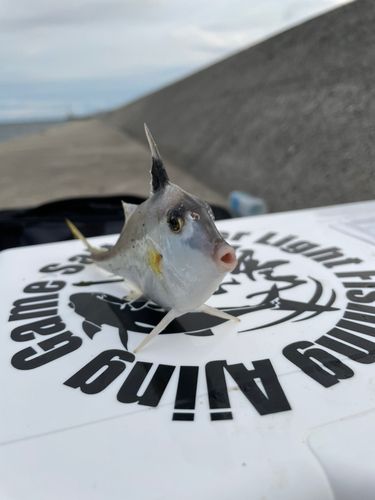 ギマの釣果