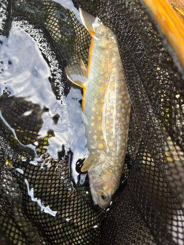イワナの釣果