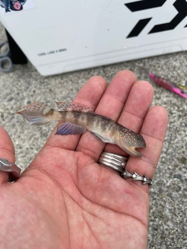 イトヒキハゼの釣果