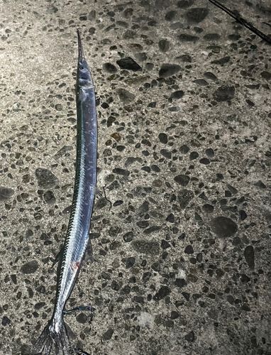 ダツの釣果