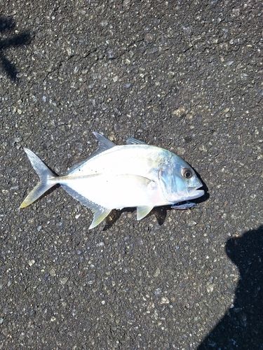 メッキの釣果