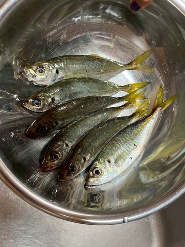 館山湾